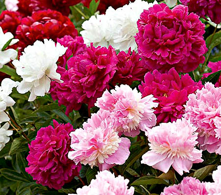 دانلود آهنگ صبح و ظهر و شب نفسم به نفست وصل اَ من تو دور بشی میدونی نسختم ایمانمون و عرفان